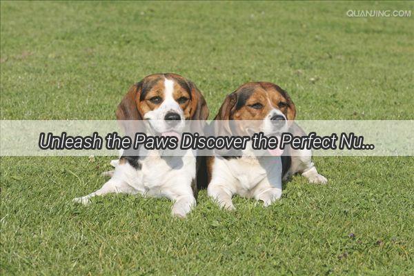 Unleash the Paws Discover the Perfect Number of Dogs You Can Foster in Nanchang City